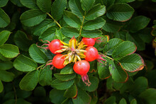 Orange-red Rose Hips And Purple Flowers Of The Dog Rose (Rosa Canina) In The Wild