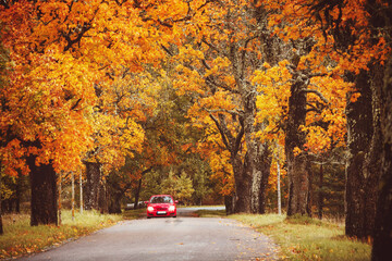 Wall Mural - old asphalt road with beautiful trees in autumn