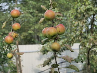 Poster - apples on a tree