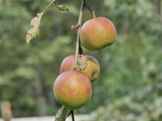 Poster - peaches on tree