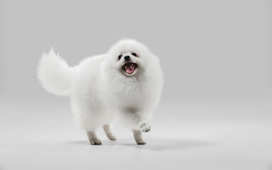  Crazy happy. Spitz little dog is posing. Cute playful white doggy or pet playing on grey studio background. Concept of motion, action, movement, pets love. Looks happy, delighted, funny.