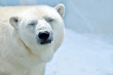 Wall Mural - polar bear in the snow