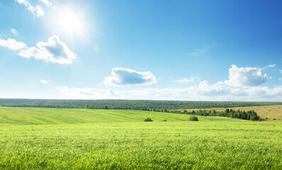Canvas Print - field of spring grass and perfect sky