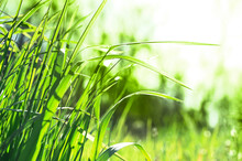 Ecology Green Fresh Grass Meadow Background On Spring