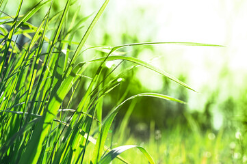 Ecology green fresh grass meadow background on spring