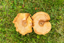 Top View Of Western Jack-o-lantern Mushrooms On The Ground Under The Sunlight
