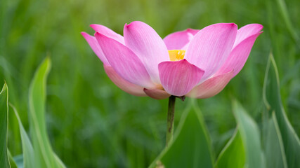 Wall Mural - Beautiful pink lotus flower in blooming.16:9 style