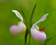 Showy Lady's-slippers with European Skipper - Ontario