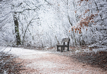 Wall Mural - Bench in winter in the forest