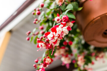 Wall Mural - Macro closeup of hanging red and white fuchsia flowers