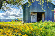 Blue Painted Old Vintage Shed With Yellow Dandelion Flowers In Summer Landscape Field In Countryside With Artist Painters