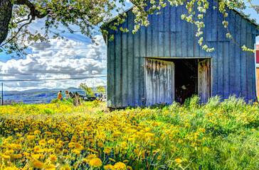 Blue painted old vintage shed with yellow dandelion flowers in summer landscape field in countryside with artist painters