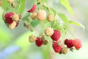 Sticker - Raspberry bush beautiful harvest close-up