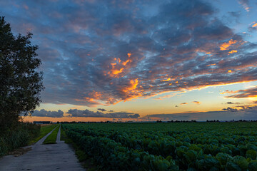Wall Mural - colorful sky as the last light of the sun shines on textured cloud layers over dutch agricultural la