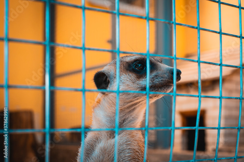 Fotomural A lone meerkat trapped in a cage in a zoo