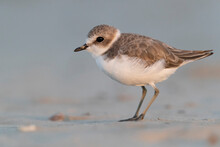Waders Or Shorebirds, Kentish Plover On The Beach