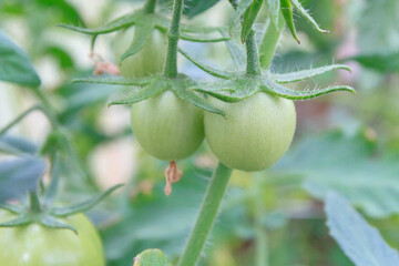 Wall Mural - Small green tomatoes ripen in the greenhouse in summer