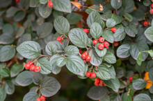 Cotoneaster Integerrimus Red Autumn Fruits And Green Leaves On Branches