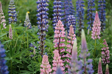 Shot Of Lupin Flowers