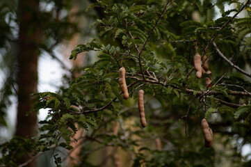 Tamarind Tree