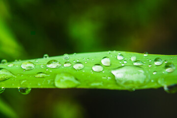 leaf with drops