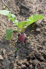 Wall Mural - Radish