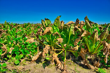 Wall Mural - Problem with farming, disease and drought. The concept of a natural disaster in agriculture. Dry, damaged sugar beet leaves.