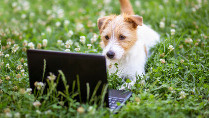 Wall Mural - Smart happy obedient jack russell terrier puppy looking to a laptop in the grass ith flowers. Pet training concept, web banner.