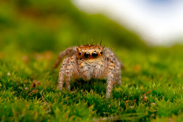 Close up  beautiful jumping spider  