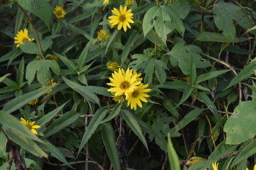 Poster - Yellow Daisies