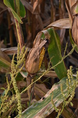 Wall Mural - Corn