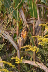 Canvas Print - Corn