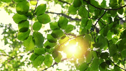 Wall Mural - Shining sun  through a fresh green leaves of the maple tree in springtime.