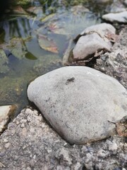 stones in water