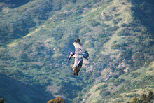 A Majestic Pelican In Flight With Lush Green Palm Trees And Mountains At Malibu Lagoon In Malibu California