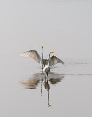 Two great egrets fighting over fishing turf