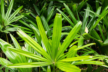 Poster - tropical plant background