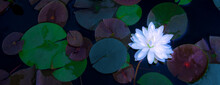 Closeup Beautiful Lotus Flower And Green Leaf In Pond, Purity Nature Background, Red Lotus Water Lily Blooming On Water Surface And Dark Blue Leaves Toned