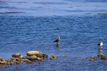 Pelicans And Seagulls Standing On Rocks In The Middle Of The Blue Lagoon Waters At Malibu Lagoon In Malibu California