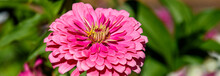 Closeup Of Bright Pink Zinnia Blooming In A Garden, As A Nature Background
