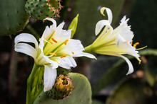 White Flower Next To Buds Of The Nopal Or Opntia Cactus Blooming On The Plant.