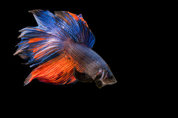 Wall Mural - Betta fish, siamese fighting fish, betta splendens isolated on black background.