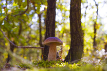 Porcini Mushroom Grow In Sunny Forest