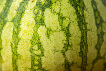 Poster - green watermelon on colorful background