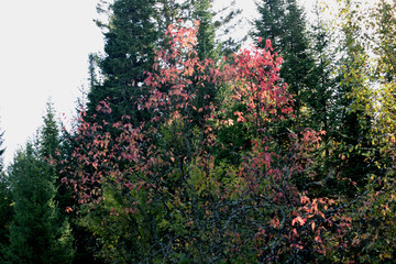 red and green trees