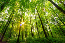 Beautiful Green Forest Scenery With The Summer Morning Sun Raising On The Background.