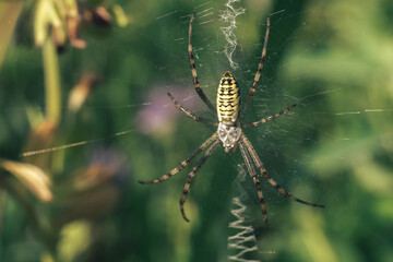 Poster - Cobweb or spider's web against a natural background, Dew drops on a spider .