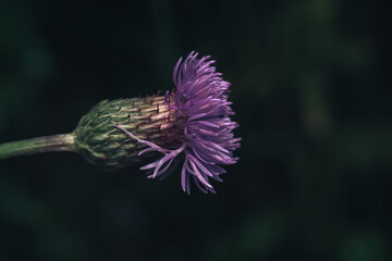 Poster - Green leaves and purple flowers of a wild greater burdock in summer in the meadow. Nature background pattern texture for design.