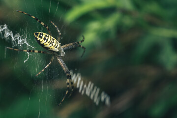 Poster - Cobweb or spider's web against a natural background, Dew drops on a spider .