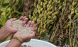 White sesame seeds in woman's hands,with,sesame plant field.